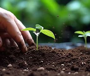 Urea in organic farming