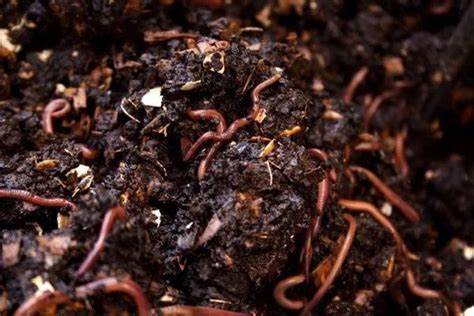 vermicomposting