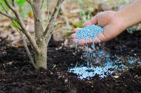 Best Fertilizers for Fruit Trees