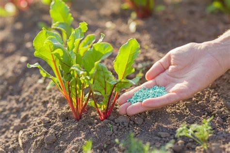 Best Fertilizers for Vegetables