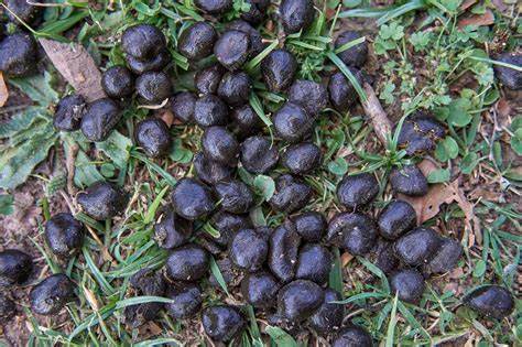 Goat Poop is an Exceptional Fertilizer​
