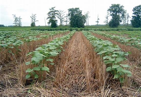 On-farm cover crop composting