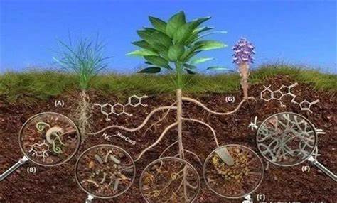 Soil Microbial Activity​