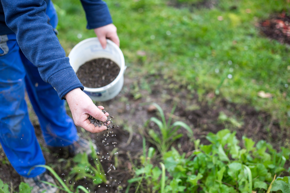 The Best Fertilizers for Every Type of Garden