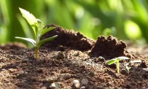 Chicken vs. Cow Manure Fertilizer