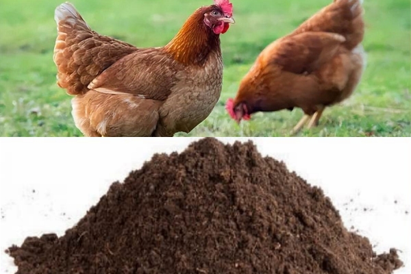 Compost