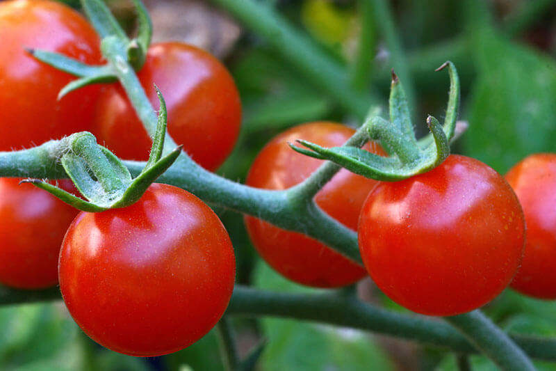 Fertilizing Tomatoes with Fish Emulsion