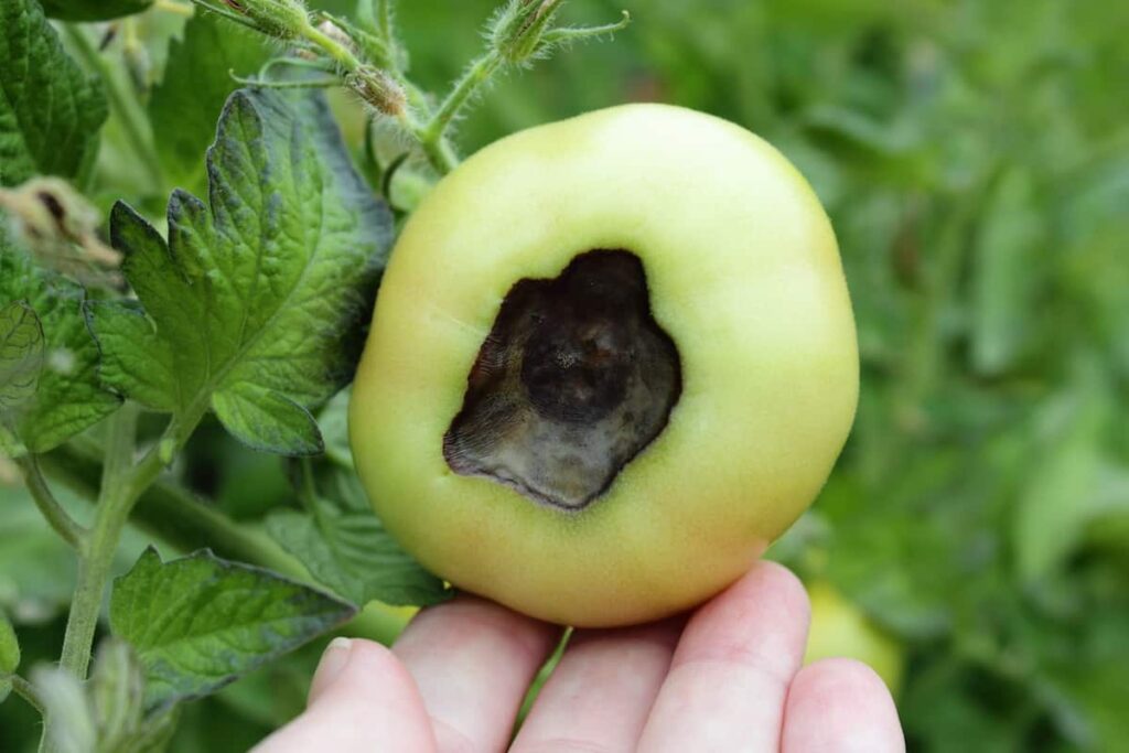 Fish Emulsion Fertilizer for Tomatoes