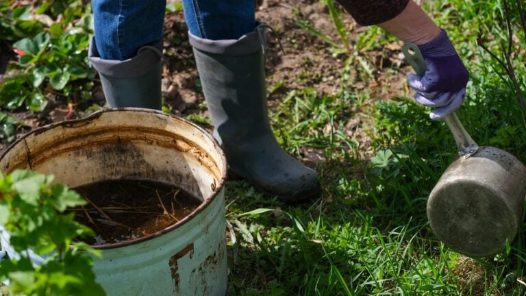How to Apply Fish Emulsion Fertilizer