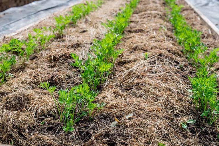 Mulching with Nitrogen-Rich Materials