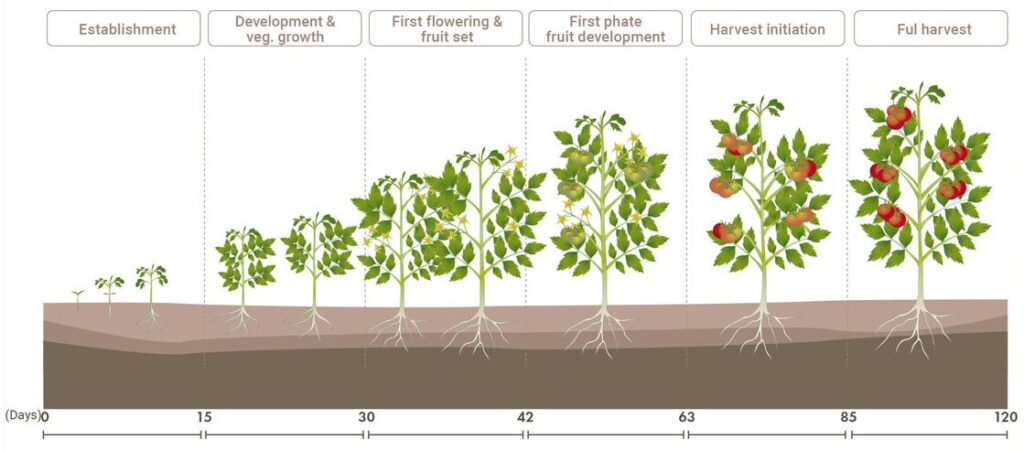 Tomato Nutrient Needs