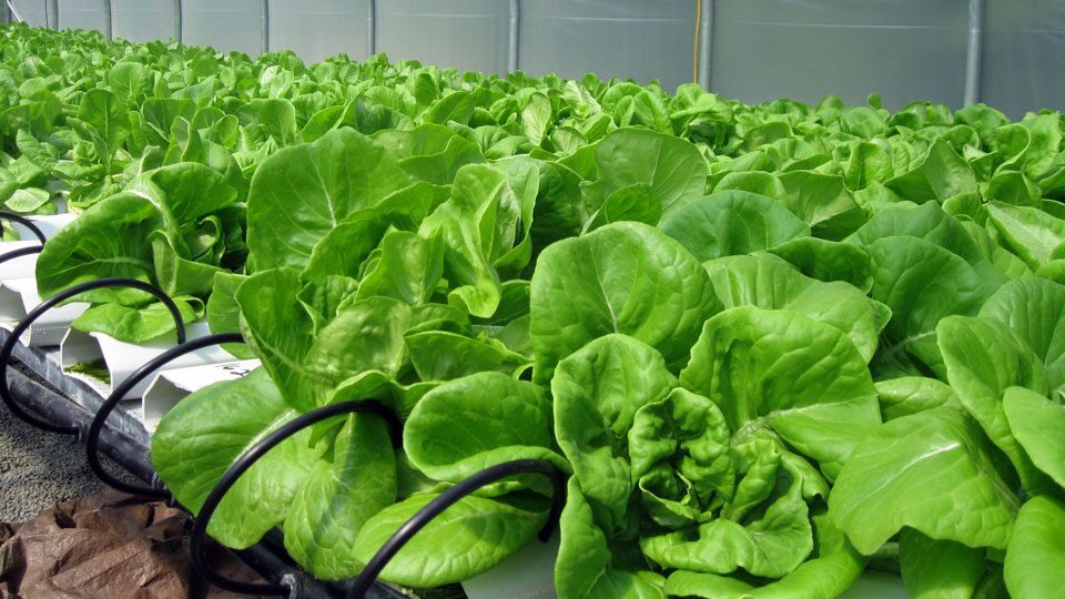 Application in Indoor Gardening