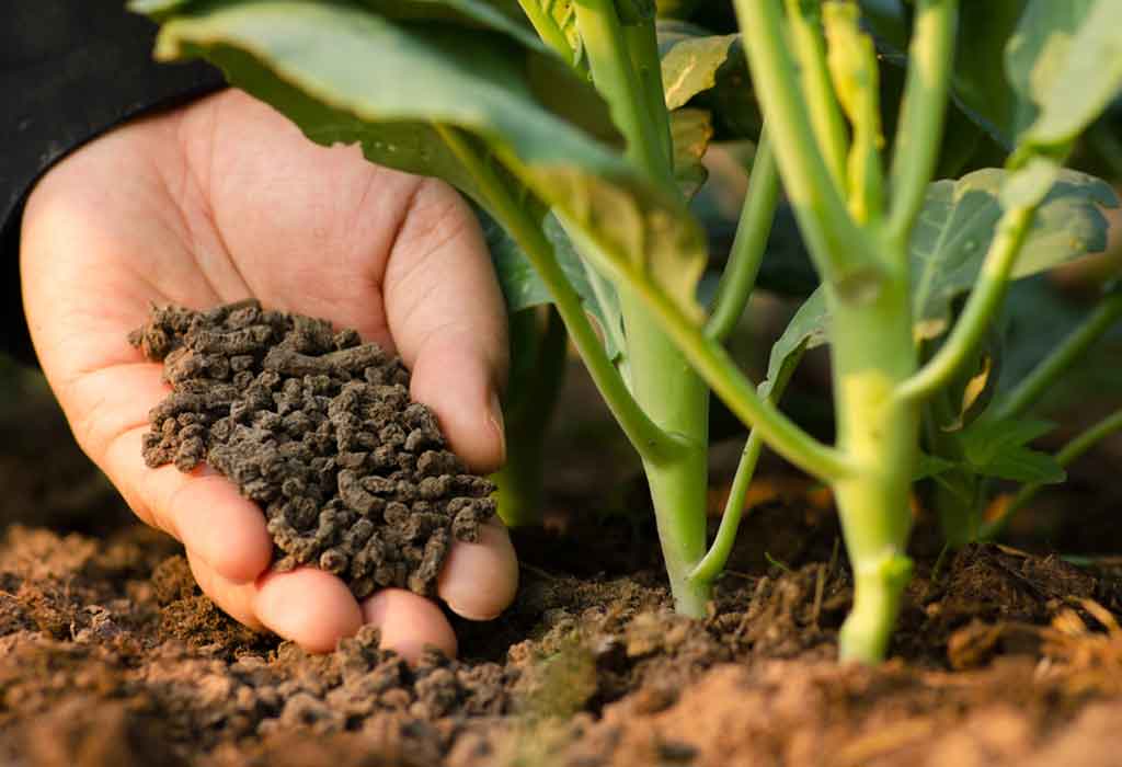 Organic Fertilizer Safety Standards