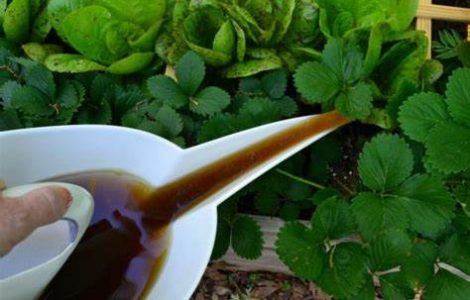 Compost Tea Application