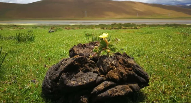 Cow Manure Collection