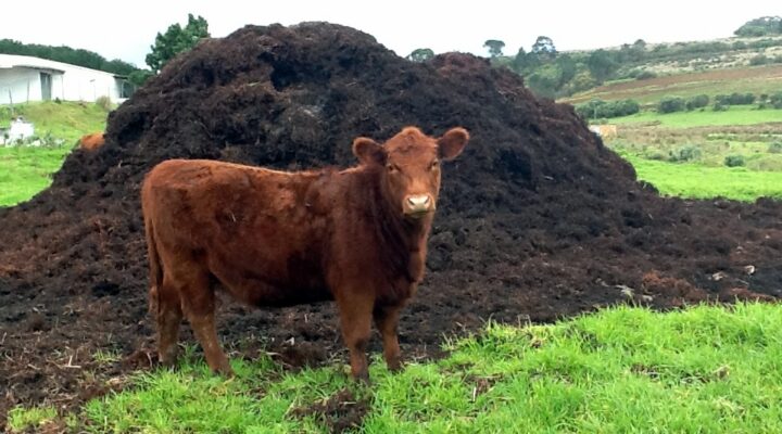 Cow Manure Fertilizer