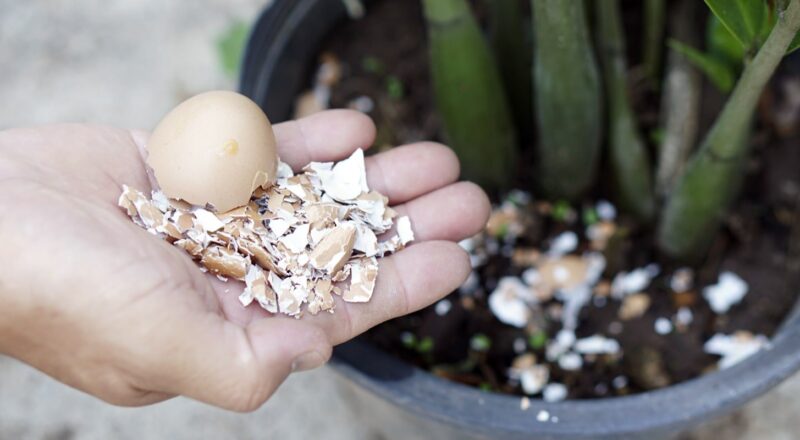 Eggshell Calcium Fertilizer