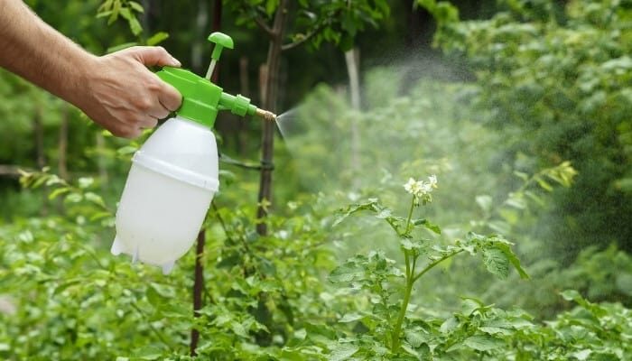 Foliar Spray (Emergency Boost)
