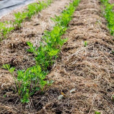 For Clay Soils