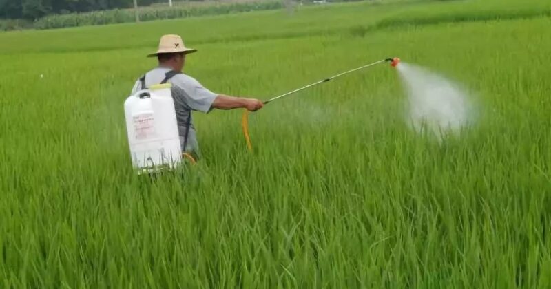 Good Fertilizer Frequency for Plants
