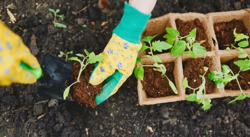 Hole Application for Transplanting (Perfect for Solanaceous Crops)