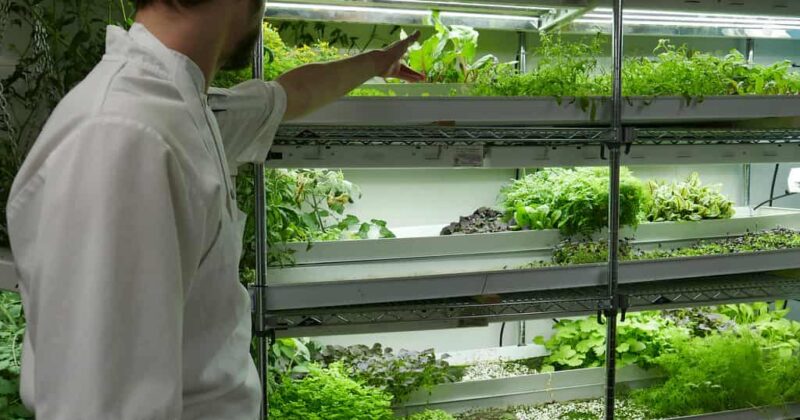 Hydroponics and Indoor Gardening