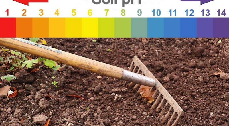 Improves Soil Health