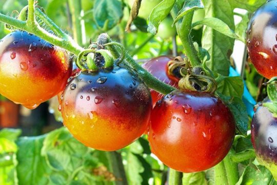 Improving Quality in High-Value Crops