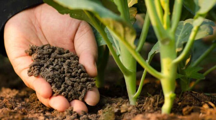 Organic Fertilizer Safety Standards