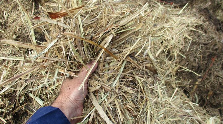 Plant-Based Raw Materials