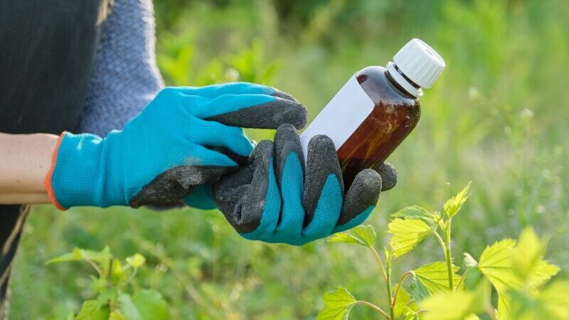 Plant Fertilizer FAQs