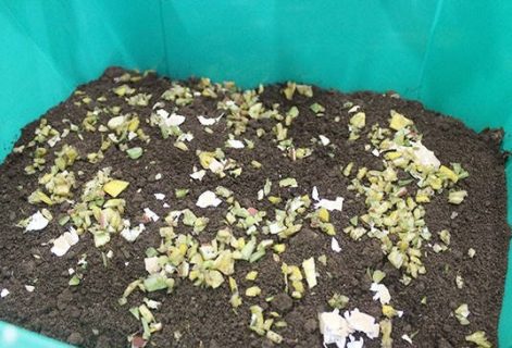 Sheet Composting in the Garden