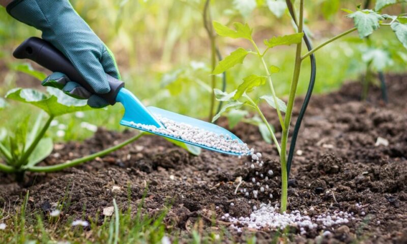 Top-Dressing (Mid-Growth)