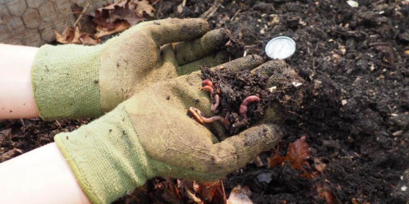 Troubleshoot Common Chicken Manure Composting Problems