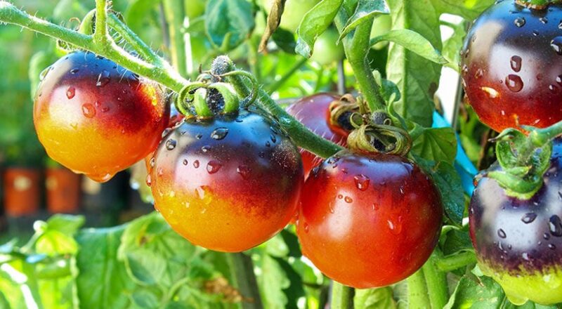 Urea Application for Vegetables (Tomatoes, Cucumbers, etc.)