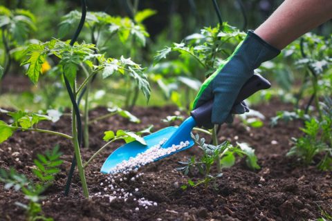 Urea Fertilization Strategies for Tomatoes