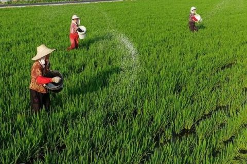 Urea Fertilization Strategy for Wheat