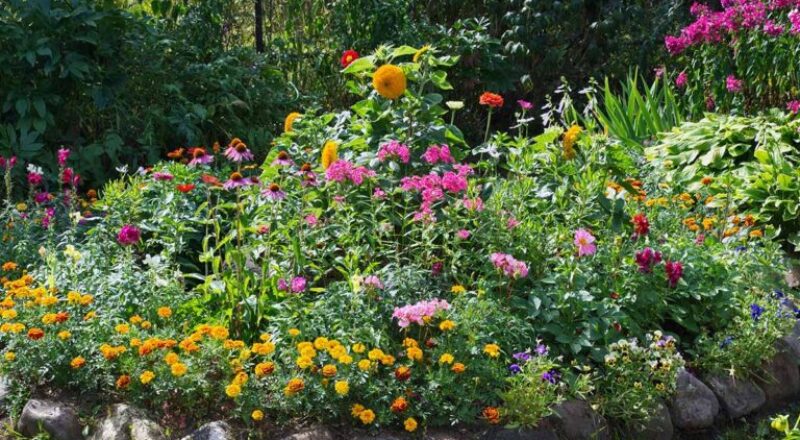 Using Liquid Fertilizer for Different Plant Types