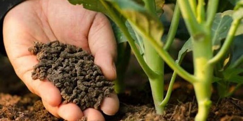 best fertilizer for plants