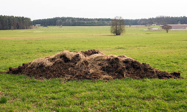 compost chicken manure