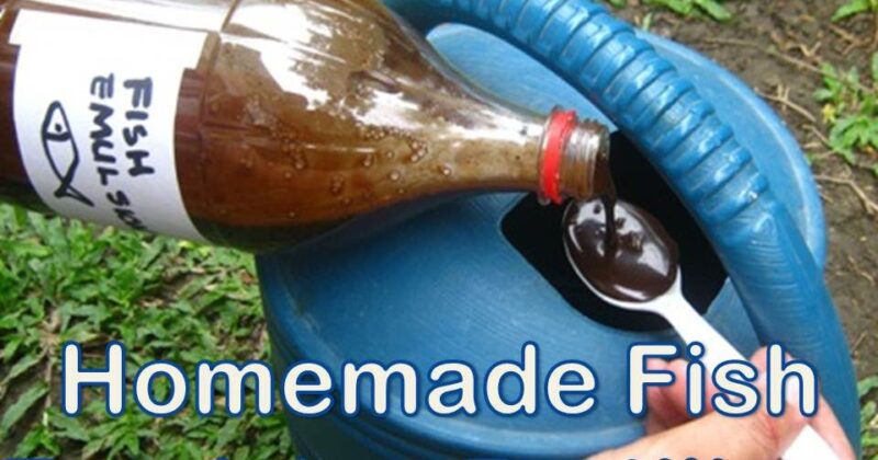 fish emulsion fertilizer Master the Dilution Ratio