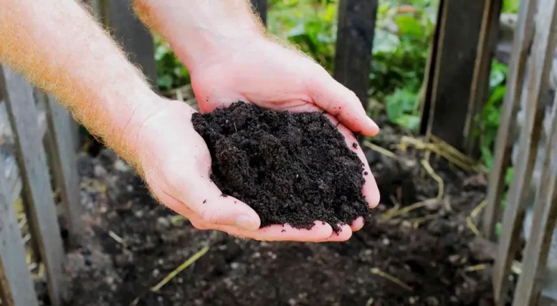 organic fertilizer